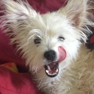 Meet your Posher, Irene